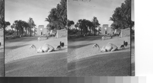 A young camel poses with the Sphinxes - Avenue of Sphinxes. Karnak, Egypt