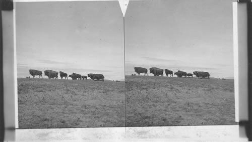 A remnant of a noble race - American Bison, Wyo