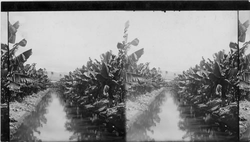 Method of irrigating a banana plantation, Hawaiian Islands