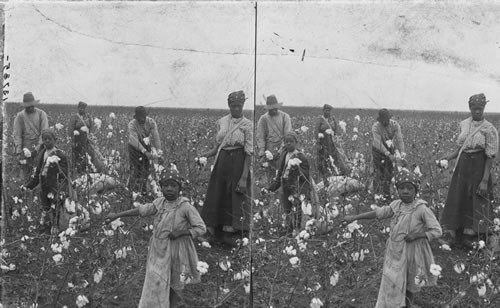 Gathering cotton on a southern plantation, Dallas, Texas