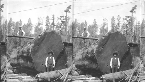 Section of a Big Tree. Oregon (?)