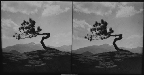 Winged Victory twisted tree near Deer Ridge Chalets. Showing Long's Peak. Rocky Mt. Natl. Park