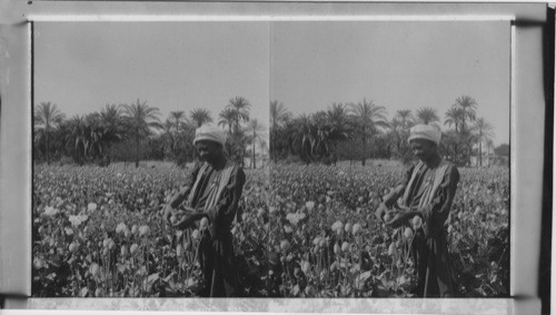 The Cultivation of opium poppy, thriving industry of Egypt