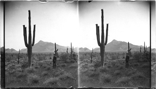 Cactus Garden, west of Tucson, Ariz. along the southern Pacific Line