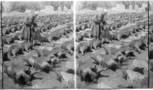 Curing inflated Goat Skins; used for carrying water. Palestine