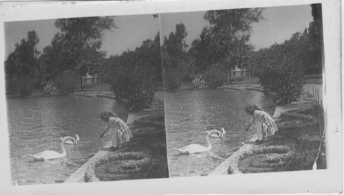 Feeding the swans - The Native Bird, Cairo, Egypt