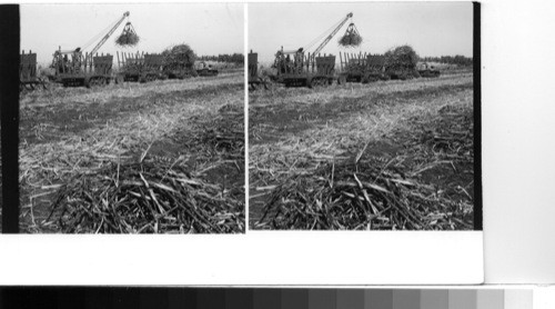 Hendry County Clewiston: Sugar harvest in a field near the southwest banks of lake Okeechobee. the cane field has been burned over in the prescribed manner to remove the leaves from the stalks; the stripped cane has been cut down by the swift strokes with which the cutters wield their sharp machetes. now the machine crane scoops up huge bundles of the cane and drops it into the tractor-drawn carts which when completely filled go to the railroad about a mile away and are emptied into open freight cars which then take the cane to the Clewiston Sugar Mill about three miles away. Clewiston is the "sugar capital [capitol]" of Florida and the mill is owned and operated by the U. S. sugar corp