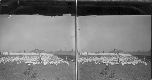 Chicken farms from reclaimed logging land, Puget Mill Company, Seattle