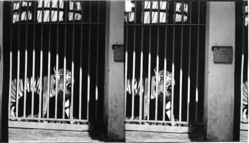 “Maneater,” devoured 200 people before he was captured. “Stripes” in his cage. Zoo. Calcutta - India