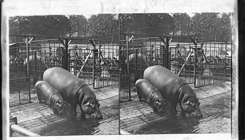 The Baby Hippo and his Mamma. Central Park, New York