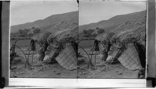 Bedouin Woman Weaving Papyrus Matting, Palestine