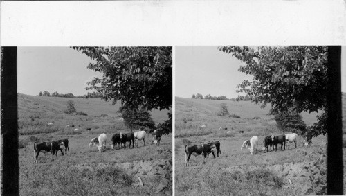 Beef Cattle Industry of West Virginia - near Grafton