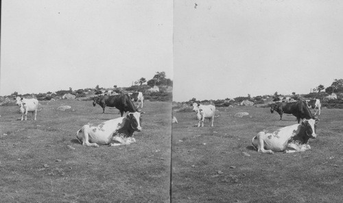 Cows in Rocky Pasture, Mass