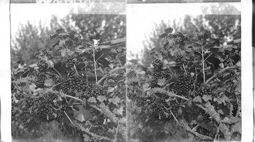 Red Currants on the Bush Close (View), Washington