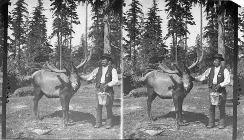 A Cascade Mountain Elk (13 years old, horns 8 weeks growth) Washington