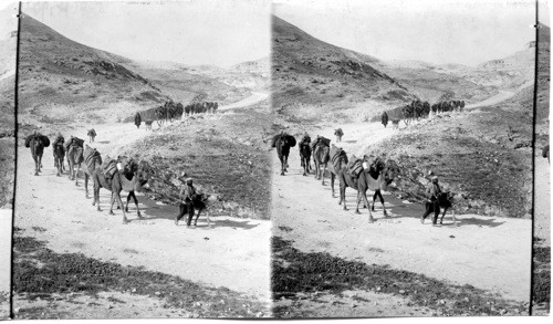 Bedouin Tribe on March. Palestine