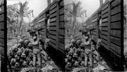 Loading bananas on a train. Costa Rica