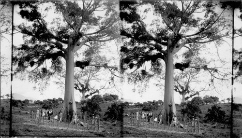 The Peace Tree, where Hobson was exchanged and where General Torrel surrendered - Santiago de Cuba