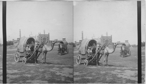 Camel wagon East of Largest Mohammedan Mosque in the world Delhi. India