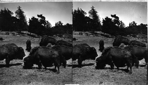 The Great American Bison that once roamed in countless thousands over our vast prairies