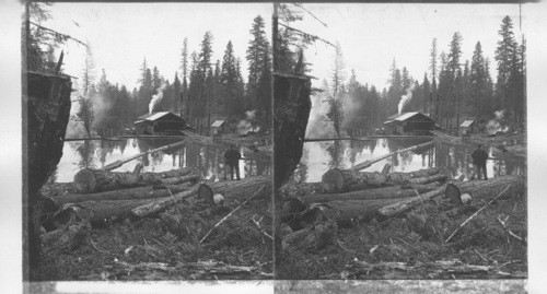 A Picturesque Lumber Mill in the Heart of the Forest, Lane County. Oregon, U.S