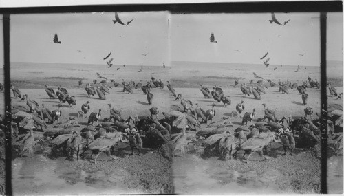 Flocks of vultures, most repulsive of birds, waiting for carcasses on the banks of the Ganges. India