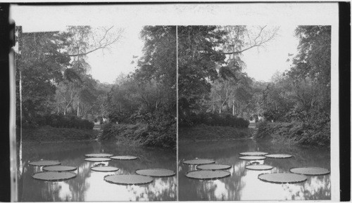 Water Lilies in Botanical Garden, Madras - Leaves of Victoria Regia, large enough to float a child, India