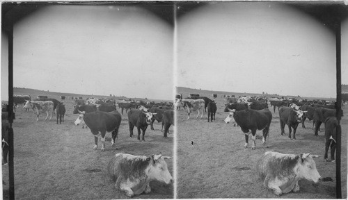 A Cattle Range in Montana