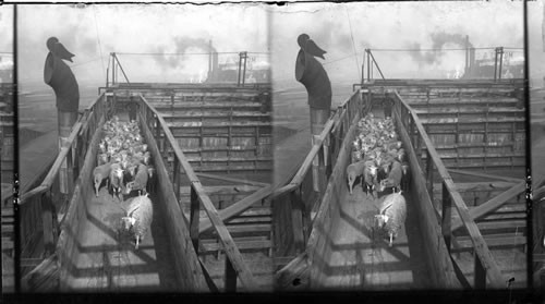 Trained Goat "Dan" leading sheep to the Slaughter Pen