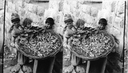 A basketful of wriggling silkworms hungry for the morning meal. Syria