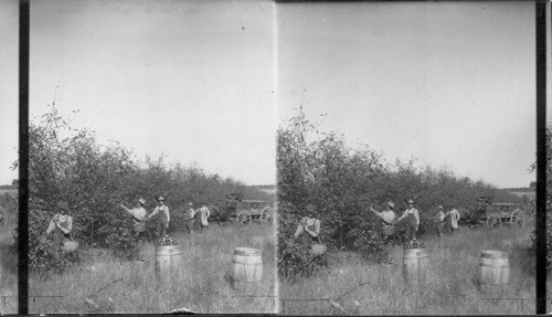 Probably Apple Picking in Ozarks. Mo