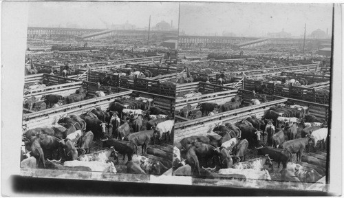 Great Union Stock Yards, largest live stock market on earth - Chicago, Ill