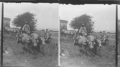 Ox carts and drivers on a sugar plantation, St. Croix,West Indies Virgin Islands