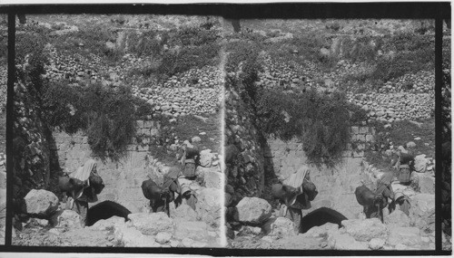 The Fountain of the Virgin, Jerusalem, Palestine