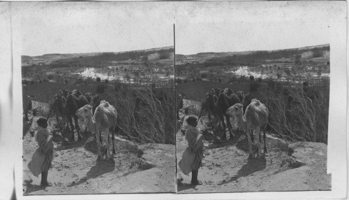 Oasis of Elim, where the Israeilites found water- Halt of a Caravan to Sinai. Egypt