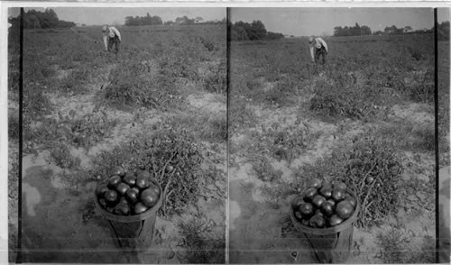 Picking tomatoes. New Jersey