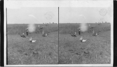 Hunting on a natural prairie of the West, typical home of the prairie chicken, [Pheasant] Kansas