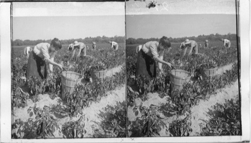 Picking peppers on a model farm. New Jersey