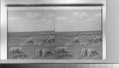 2800 Sheep on Ranch in Southern Alberta, Canada