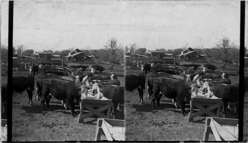 Splendid Hereford Cattle in Kansas. Feeding Pens. Showing Open Air Feeding Shed, Marihallai - Kan