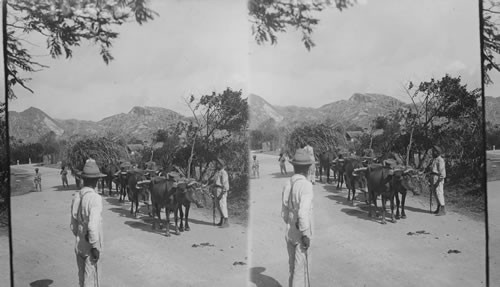 Open hauling "cane trash". St. Andrews Parish - Barbados