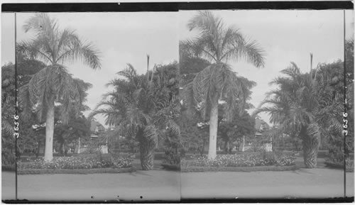 The beautiful grounds surrounding the Palace, Honolulu, Hawaiian Islands