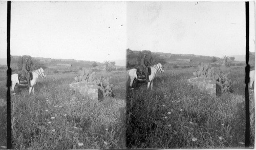 Old Buildings - Bethseida Julius. Palestine