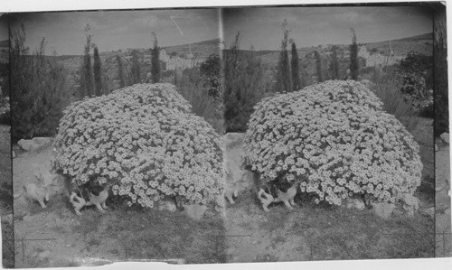 Bunch of Daisies, Palestine. near Jerusalem