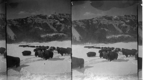 Feeding the Buffalo in Winter - Yellowstone Natl. Park, Wyoming