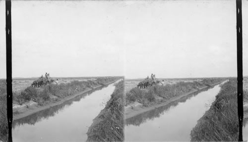 Hauling rice to the thresher - showing canal from which growing crop is flooded. Texas