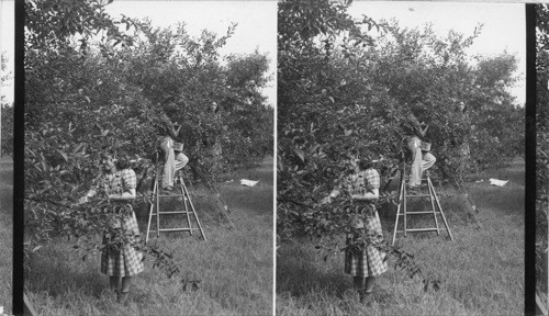 Picking Cherries - Lake Erie Fruit Section. Pa