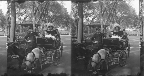 Goat Wagons, Central Park. New York