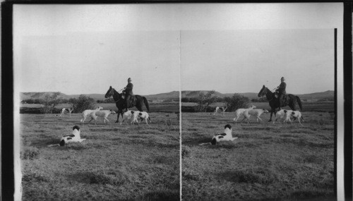 A Wyoming wolf-hunter and his pack of hounds, Wyoming. U.S.A. [James Graham, ranch, near Split Rock, 1901. 1/18/85 JBM]