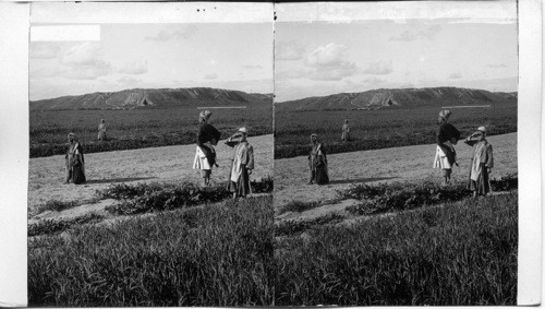 Mound Kuyunjik, site of ancient Assyrian Ninevehi, from south. Asia